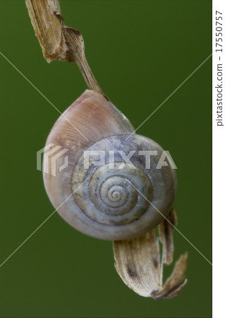 phyla minori on a green leaf phyla minori on a green leaf 17550757