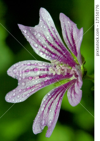 punctata  thuringiaca 17550776