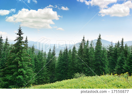 Beautiful pine trees 17550877