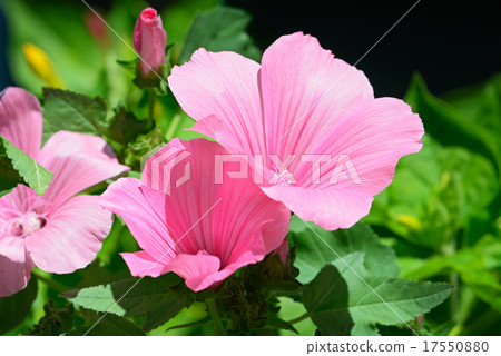 Beautiful pink flower Beautiful pink flower 17550880