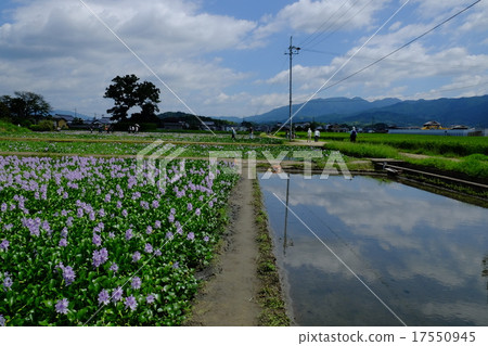 水葫蘆 17550945