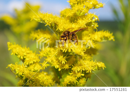 White-tailed vermicelli and hornet 17551281