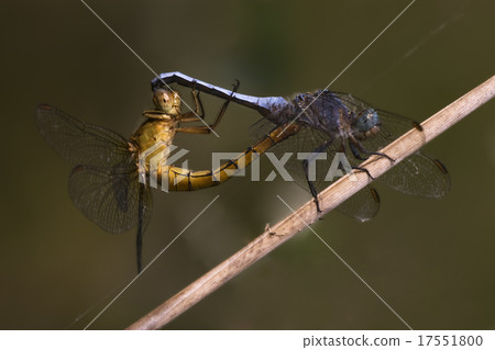 reproduction of two wild yellow blue dragonfly reproduction of two wild yellow blue dragonfly 17551800
