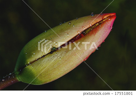 rhoeas argemone setigerum hybridum 17551801