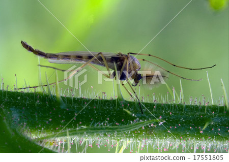 riparius culicidae mosquito riparius culicidae mosquito 17551805