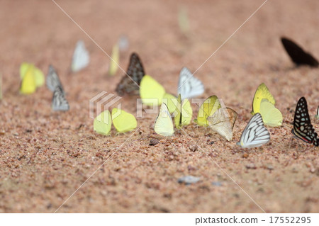 Group of  butterfly on the ground 17552295