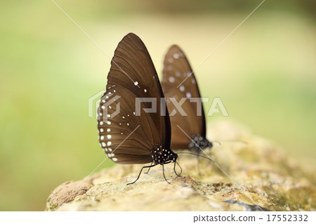 Common Indian Crow butterfly (Euploea core Lucus) Common Indian Crow butterfly (Euploea core Lucus) 17552332