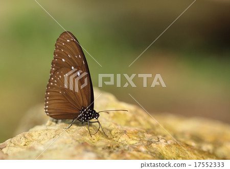 Common Indian Crow butterfly (Euploea core Lucus) Common Indian Crow butterfly (Euploea core Lucus) 17552333
