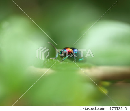 A Beetle perched on a plant leaf A Beetle perched on a plant leaf 17552343