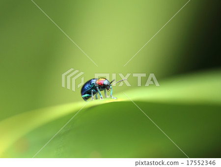 A Beetle perched on a plant leaf A Beetle perched on a plant leaf 17552346