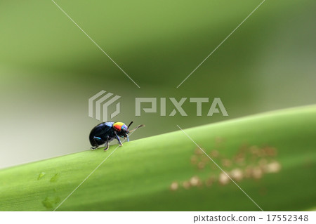 A Beetle perched on a plant leaf A Beetle perched on a plant leaf 17552348
