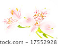 Alstroemeria 17552928