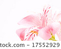 Alstroemeria 17552929