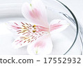 Petal floating in water 17552932