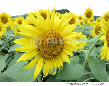 sunflower	 17553045