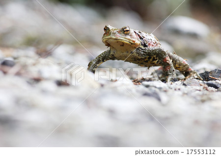 Nagare toad Nagare toad 17553112