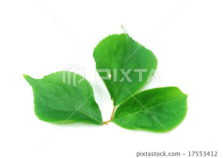 Leaf background material · Aomi plum leaves 3 leaves · Horizontal position Leaf background material · Aomi plum leaves 3 leaves · Horizontal position 17553412