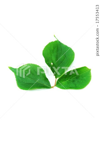 Leaf background material · green leaves 3 leaves · vertical position Leaf background material · green leaves 3 leaves · vertical position 17553413