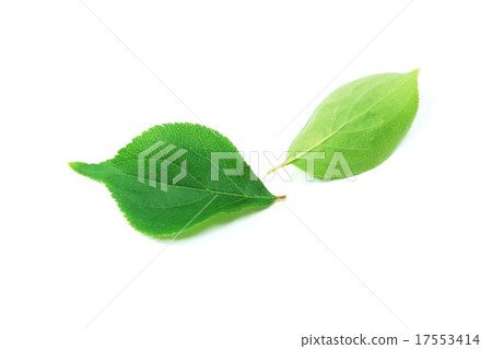 Leaf background material · green leaves of leaves 2 leaves · horizontal position Leaf background material · green leaves of leaves 2 leaves · horizontal position 17553414