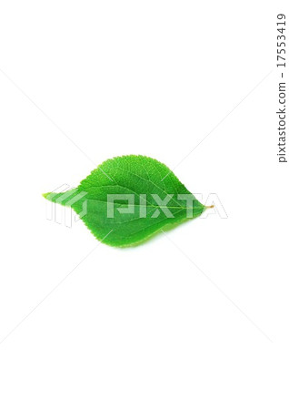 葉背景材料·1個李子綠葉·水平垂直位置 葉背景材料·1個李子綠葉·水平垂直位置 17553419