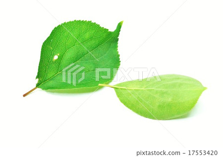葉子背景材料·綠色葉子在前面和後面有2片葉子·蠕蟲deviled水平位置 17553420