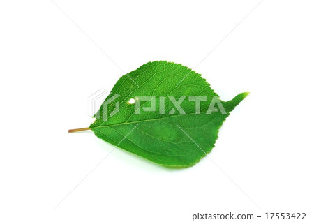 葉背景材料·梅葉綠葉1葉·蠕蟲水平水平位置 葉背景材料·梅葉綠葉1葉·蠕蟲水平水平位置 17553422