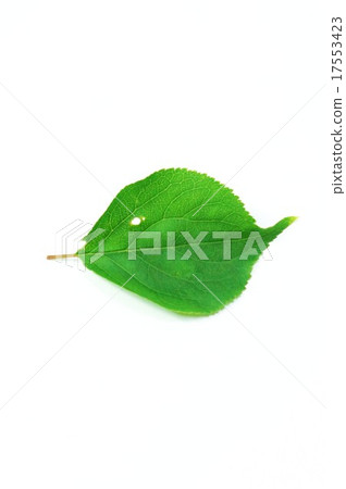 Leaf background material · Plum green leaves 1 leaf · worm devilishment Horizontal vertical position Leaf background material · Plum green leaves 1 leaf · worm devilishment Horizontal vertical position 17553423