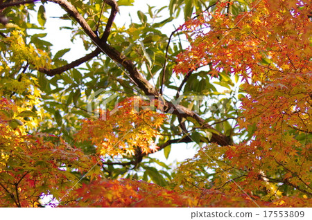 Autumn leaves Autumn leaves 17553809
