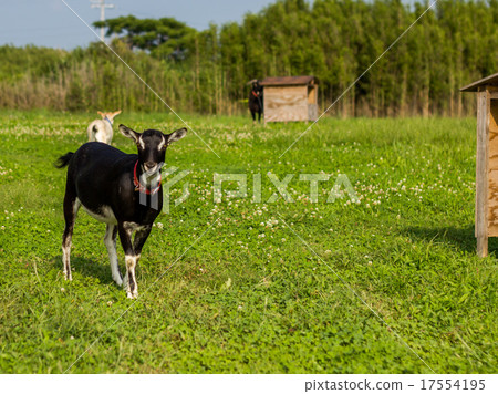 goat 17554195