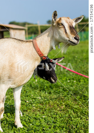goat 17554196