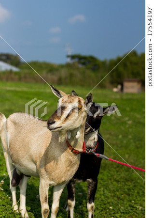 goat 17554197