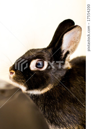 Rabbit  17554200