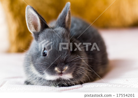 一隻兔子 17554201