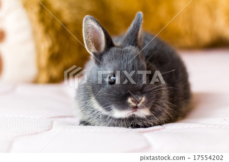 Rabbit  17554202