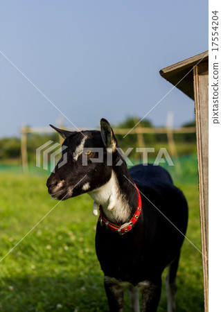 goat 17554204