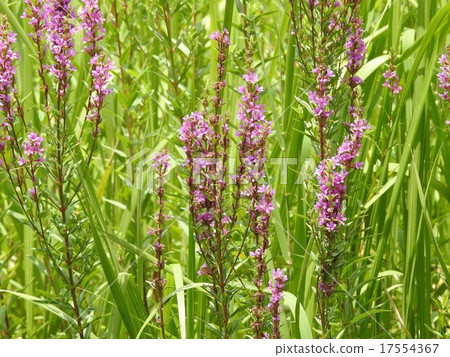 味噌H /昭和紀念公園 17554367