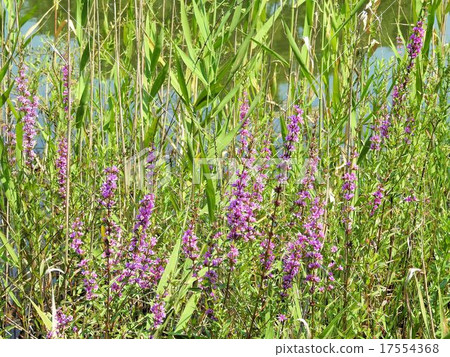 味噌H /昭和紀念公園 17554368