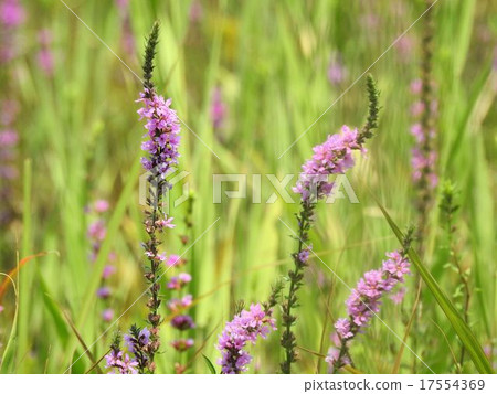 Miso Hagi / Showa Memorial Park Miso Hagi / Showa Memorial Park 17554369