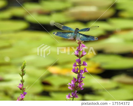 Chow Tombo /昭和紀念公園 Chow Tombo /昭和紀念公園 17554372