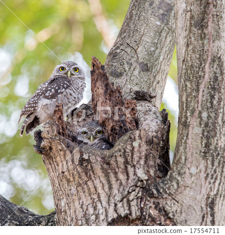Couple Spotted owlet (Athene brama) 17554711