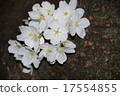 Cherry blossoms of Kanda River 17554855