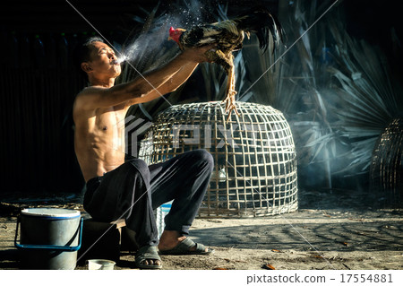 Thai gamecock 17554881