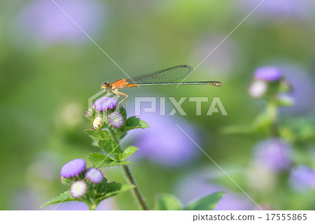 Hinumitomitobo 17555865