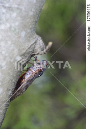 Brown cicada Brown cicada 17556458