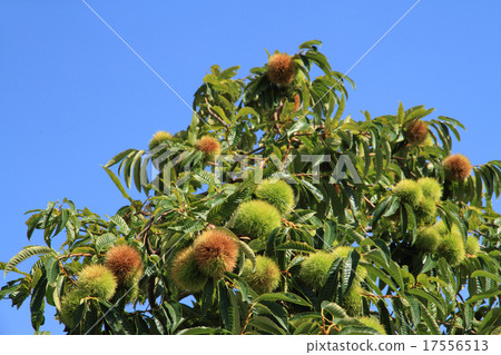 Chestnut Tree 17556513