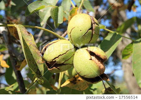 Walnut fruit 17556514