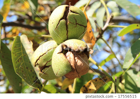 Walnut fruit Walnut fruit 17556515