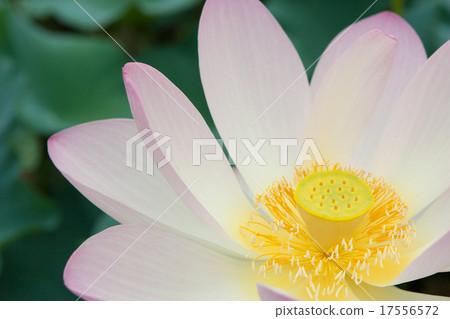 A lotus 17556572