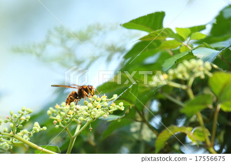 生物昆蟲Kiroshwa,正在接受蜂蜜。在此之後我立即被那個頑皮的黑髮女郎趕走了 生物昆蟲Kiroshwa,正在接受蜂蜜。在此之後我立即被那個頑皮的黑髮女郎趕走了 17556675