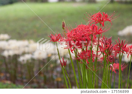 群集孤挺花 群集孤挺花 17556899